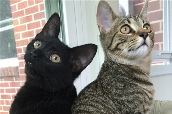 /Images/uploads/Cat Welfare Association/catwelfare2019calendarcontest/entries/6924thumb.jpg